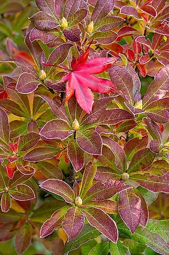 USA, Washington, Sammamish. Garden with frost on fallen Japanese maple leaf onto frosted azalea Art Print